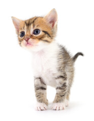 Obraz premium Kitten on white background.