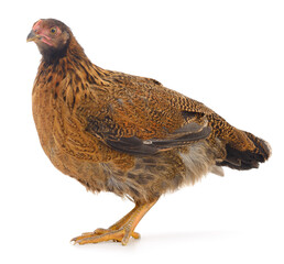 Brown hen isolated.