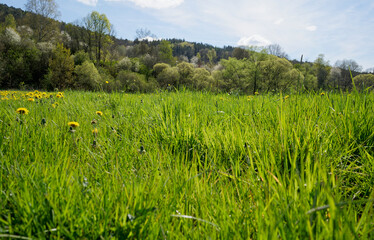 field of grass and flowers