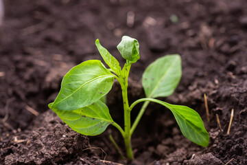 Pepper seedlings growing in soil, closeup. Pepper seedlings after mailing with crumpled leaves Organic farming.