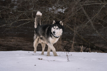 A husky dog ​​with multi-colored eyes walks through the snow in winter in nature.