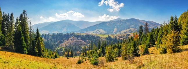 Poster panorama of mountainous carpathian countryside in autumn. forested hills rolling down in to the distant rural valley. beautiful scenery on a sunny day with clouds on the sky © Pellinni