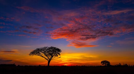 Panorama silhouette tree in africa with sunset.Tree silhouetted against a setting sun.Lovely sunset in Kalahari with dead tree and bright colours.Sunset in Africa, savanna landscape
