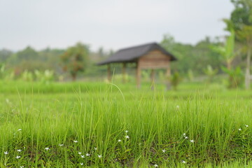 Rural landscape with thatched roof hut, tree, and green countryside field.