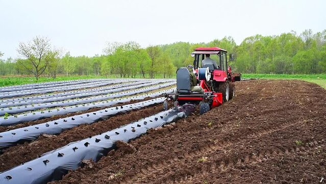 Tractor machine laying plastic mulching film in the field. Rows of strawberry on ground covered by mulch film. Cultivation of berries and vegetables using mulching method