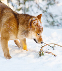 A dog of the Shiba Inu breed walking in the snow-covered forest in winter. Portrait of a beautiful red dog with snow on its muzzle