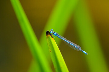 A Common blue damselfly resting on a leaf