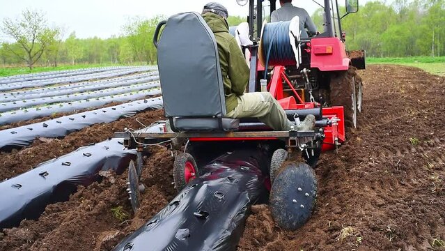 Tractor machine laying plastic mulching film in the field. Rows of strawberry on ground covered by mulch film. Cultivation of berries and vegetables using mulching method