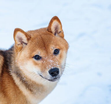 A dog of the Shiba Inu breed walking in the snow-covered forest in winter. Portrait of a beautiful red dog with snow on its muzzle