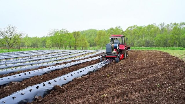 Tractor machine laying plastic mulching film in the field. Rows of strawberry on ground covered by mulch film. Cultivation of berries and vegetables using mulching method