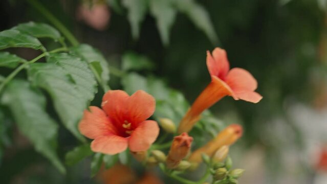 Pink Flowers Of Nerium Oleander Blooming On Flowerbed