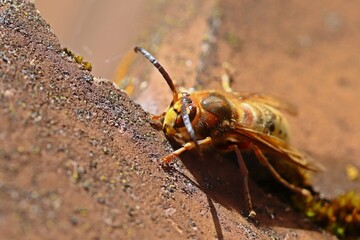 Hornissendrohn (Vespa crabro) auf Dachziegel