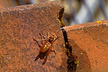 Hornissendrohn (Vespa crabro) auf Dachziegel