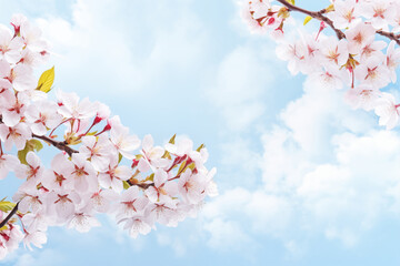 Spring branches of cherry blossoms against the sky