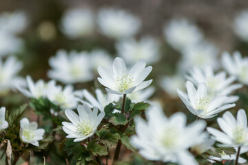 赤川水源地に咲くイチリンソウ