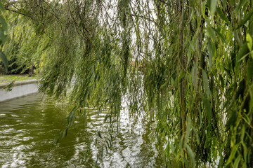 Branches of a beautiful weeping willow in a water-laden canal with a terrace in an urban park