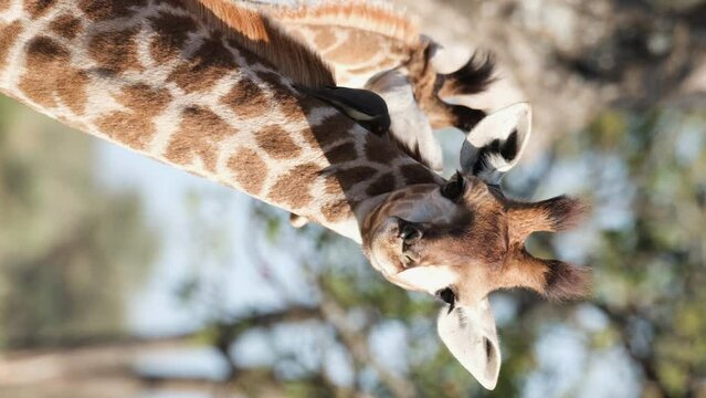 Vertical - Closeup Of Northern Giraffe's Head And Neck In Sunlight.