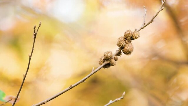 Goldcrest (Regulus regulus) Bird on Twig Peck Seed And Flies Away in Slow Motion