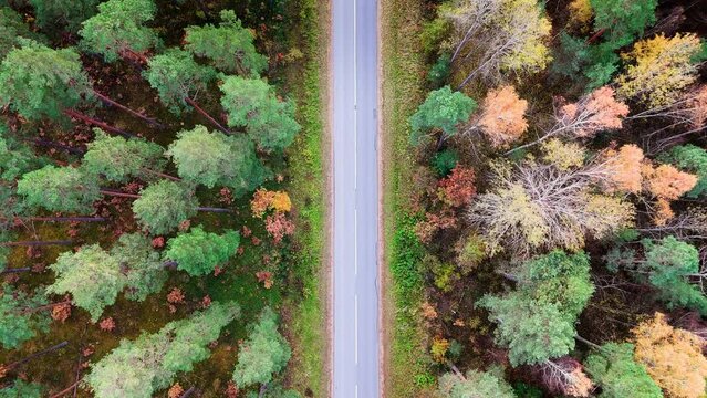 Drone's bird's eye view captures an empty, colorful forest road amid the beauty of autumn