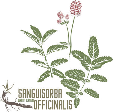 Great Burnet leafs root in color vector silhouette. Medicinal Sanguisorba officinalis plant. Set of Sanguisorba officinalis flower stem in color image for pharmaceuticals. Medicinal herb color drawing