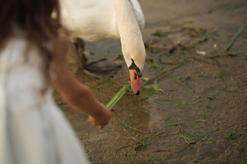 Tender moment as a young girl feeds a swan, connection with wildlife on display. Perfect for content on environmental education and animal empathy.