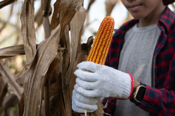 Young corn farmer boy is holding a dry corn cob and picking  it from the corn stalk during the...