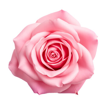 Pink rose close-up on transparent background, white background, isolated, flower, icon material, vector illustration