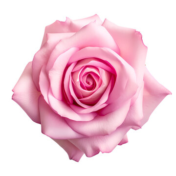 Pink rose close-up on transparent background, white background, isolated, flower, icon material, vector illustration