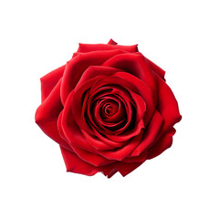 Red rose close-up on transparent background, white background, isolated, flower, icon material, vector illustration