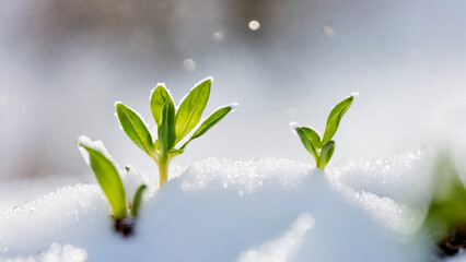 The first sprouts of new life in spring, snowdrop flowers growing in the snow, green plant leaves in springtime - obrazy, fototapety, plakaty