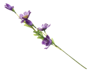 Artificial Green Leaf many purple flower tropical leaves with branch. Dark green leaves of tropical purple flower, tropical foliage plant leaf growing in wild. White background isolated