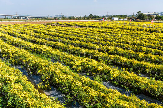 Beautiful view of blooming chrysanthemums (Florist's Daisy) in the farmland of Tongluo Township, Miaoli, Taiwan during the Chrysanthemum Flower Festival.