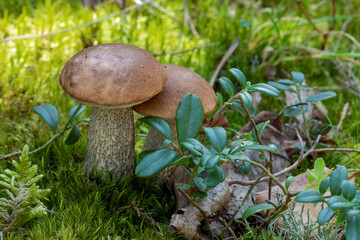 Leccinum versipelle wild edible mushrooms growing in natural forest. Poland, Europe.
