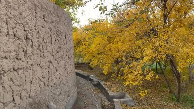 Evening afternoon walking in a cloudy hazy day in pomegranate garden agriculture lane road stream flow water to feed orchard in Iran Yazd Aqda Arakan historical desert city in autumn golden color tree
