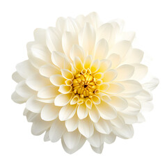 Chrysanthemum on transparent background, white background, isolated, flower, icon material, vector illustration