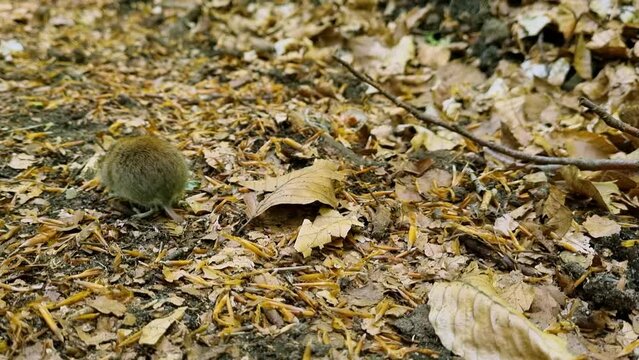 Forest mouse walking through the leaves
