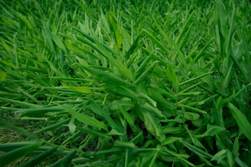 Vegetable green background.Myoga ginger with green leaves.
