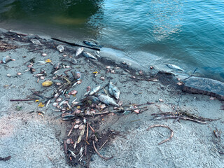 Obraz premium dead fish along the shores of Zemborzycki Lake in Lublin, Poland. The scene highlights an environmental concern, possibly indicating pollution or ecological imbalance in the lake's ecosystem