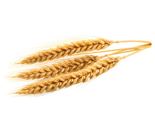 Golden Ear of Wheat, isolated on a transparent or white background