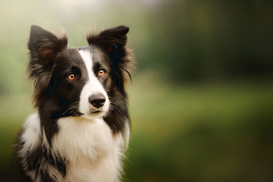 Portrait of a border collie dog in the field. Located on the left side of the image