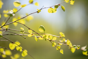 Tender spring young birch leaves on a green background.