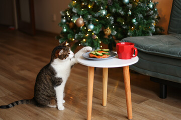 cat steals food from a plate near the Christmas tree