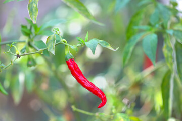 Red Chili on the Field in India	
