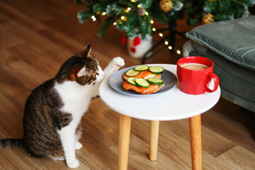 cat steals food from a plate near the Christmas tree