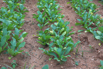 White radish growing in farm	
