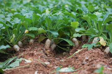 Obraz premium White radish grow in farm 