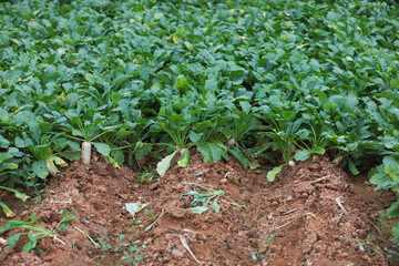 White radish growing in farm	
