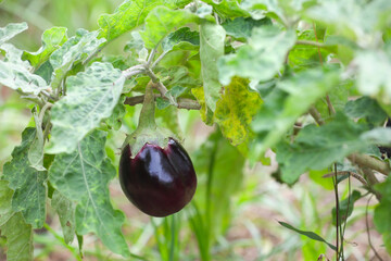 Thorny Brinjal or Thorny Eggplant farming	
