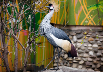 Black Crowned Crane.
The crowned crane is a large bird from the family of true cranes, leading a sedentary lifestyle in West and East Africa. The bird is one of the national symbols of Uganda and is  - 678165840