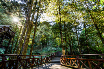 Beautiful view of boardwalks through the green forest at Alishan Forest Recreation Area in Chiayi, Taiwan.